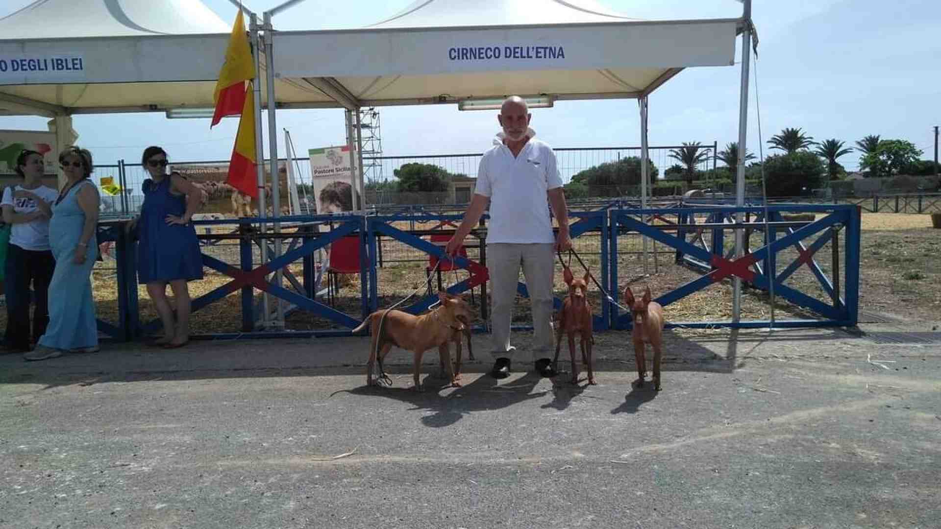 Giuseppe Veraldi: una vita per il cirneco, millenario cacciatore di Sicilia