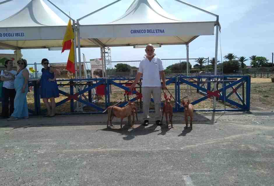 Giuseppe Veraldi: una vita per il cirneco, millenario cacciatore di Sicilia