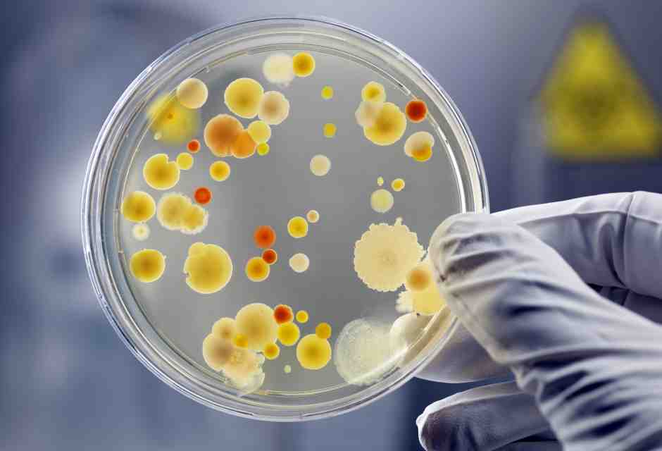 La nostra "savana interiore": come combattere i nostri parassiti usando i loro competitori