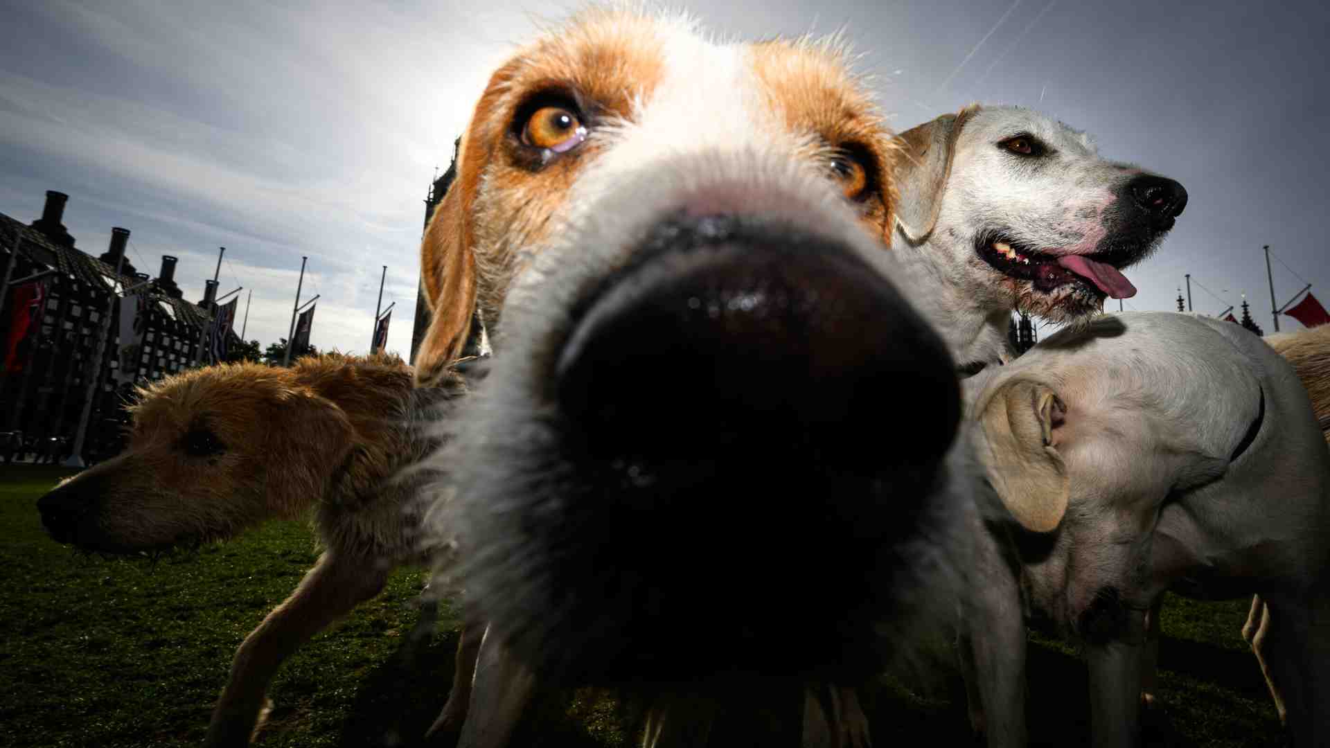 Tristezza, per favore vai via. Gesta di un cane intelligente
