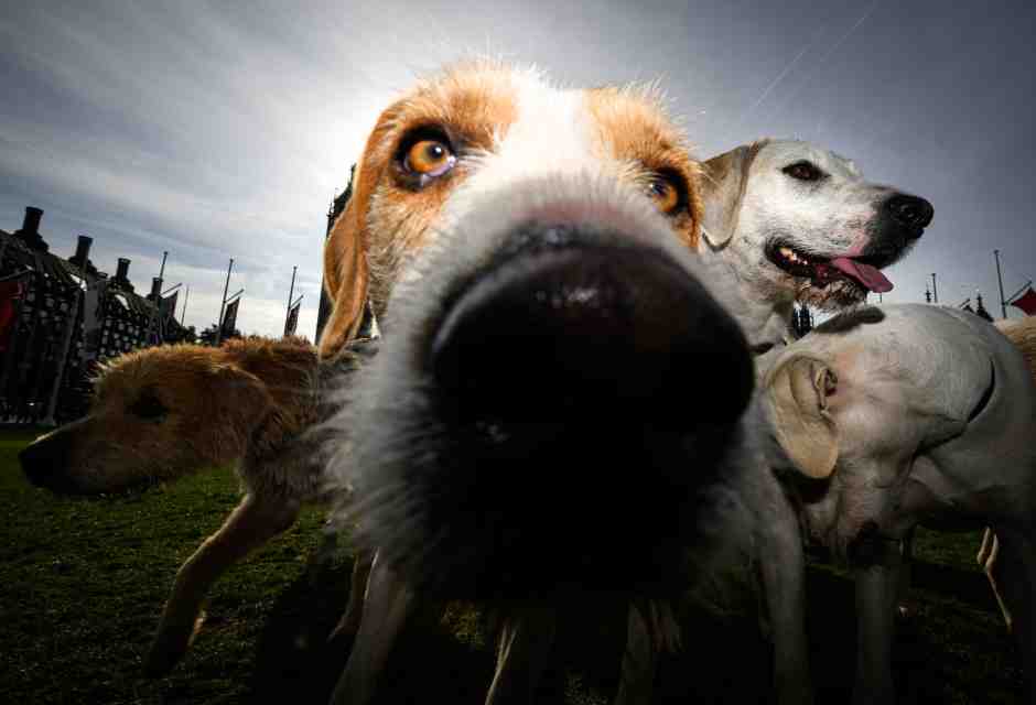 Tristezza, per favore vai via. Gesta di un cane intelligente