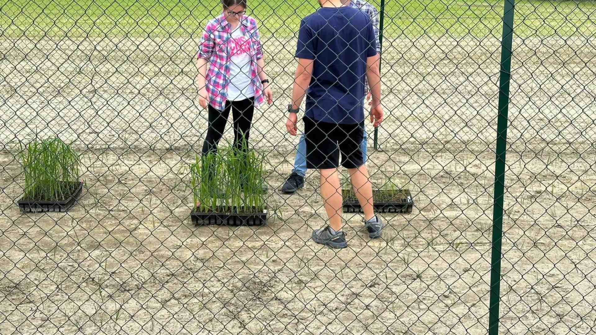 Distrutto il campo sperimentale di riso Tea, il meglio della nostra ricerca del settore