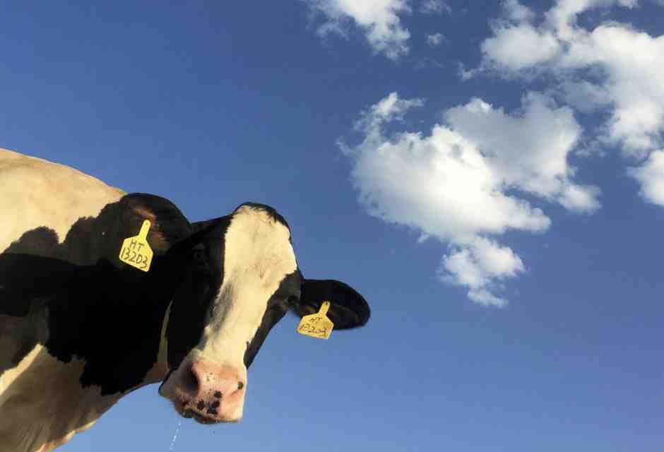 Ecco perché mi chiamano uomo-vacca