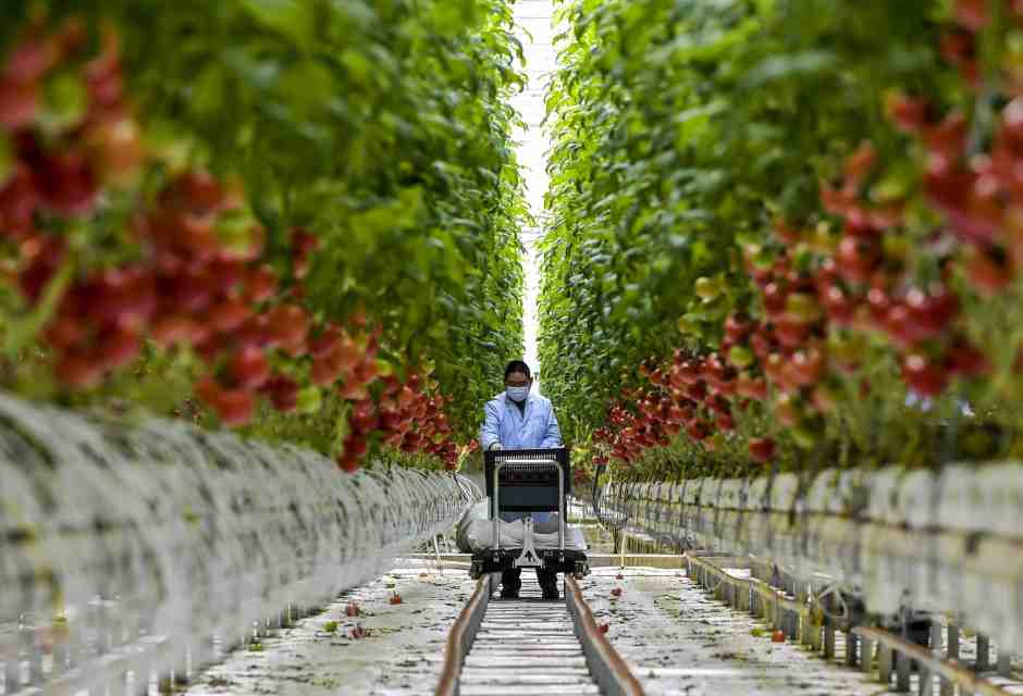 Dannati pomodori. Dallo Xinjiang all'Italia