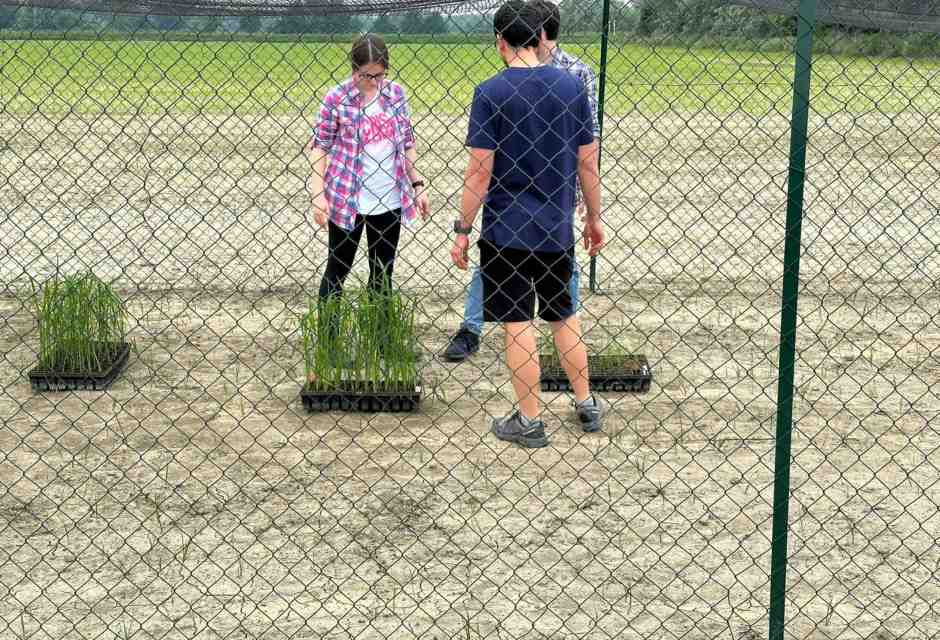 Distrutto il campo sperimentale di riso Tea, il meglio della nostra ricerca del settore