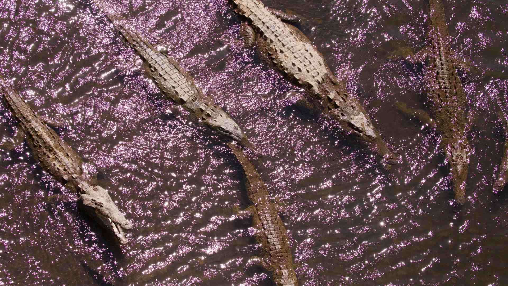 Un punto di vista vitale in un orizzonte funerario: questo è "Paradiso"