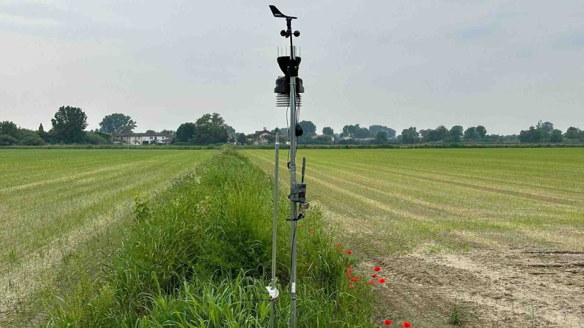 Gli ecoterroristi responsabili di aver distrutto i campi sperimentali di riso Tea non prevarranno