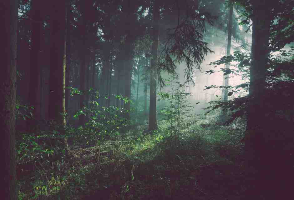 La memoria del tempo, l’eredità dei ricordi dentro i giorni ribelli nei boschi