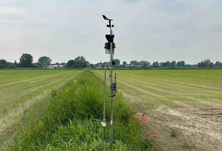 Gli ecoterroristi responsabili di aver distrutto i campi sperimentali di riso Tea non prevarranno