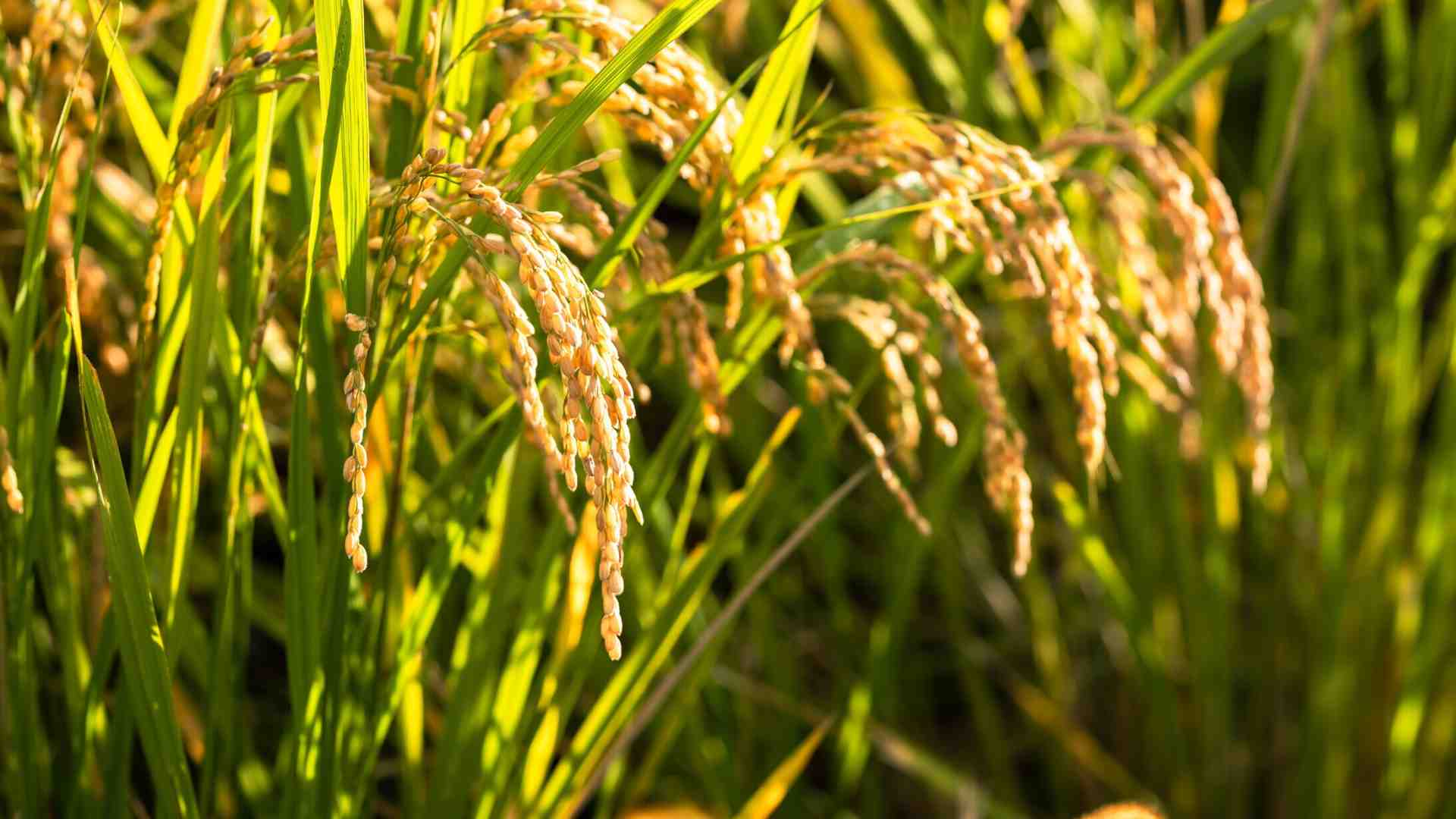 Dimenticare Heidi e la natura bucolica per affrontare la realtà
