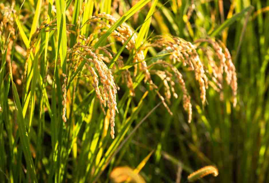 Dimenticare Heidi e la natura bucolica per affrontare la realtà