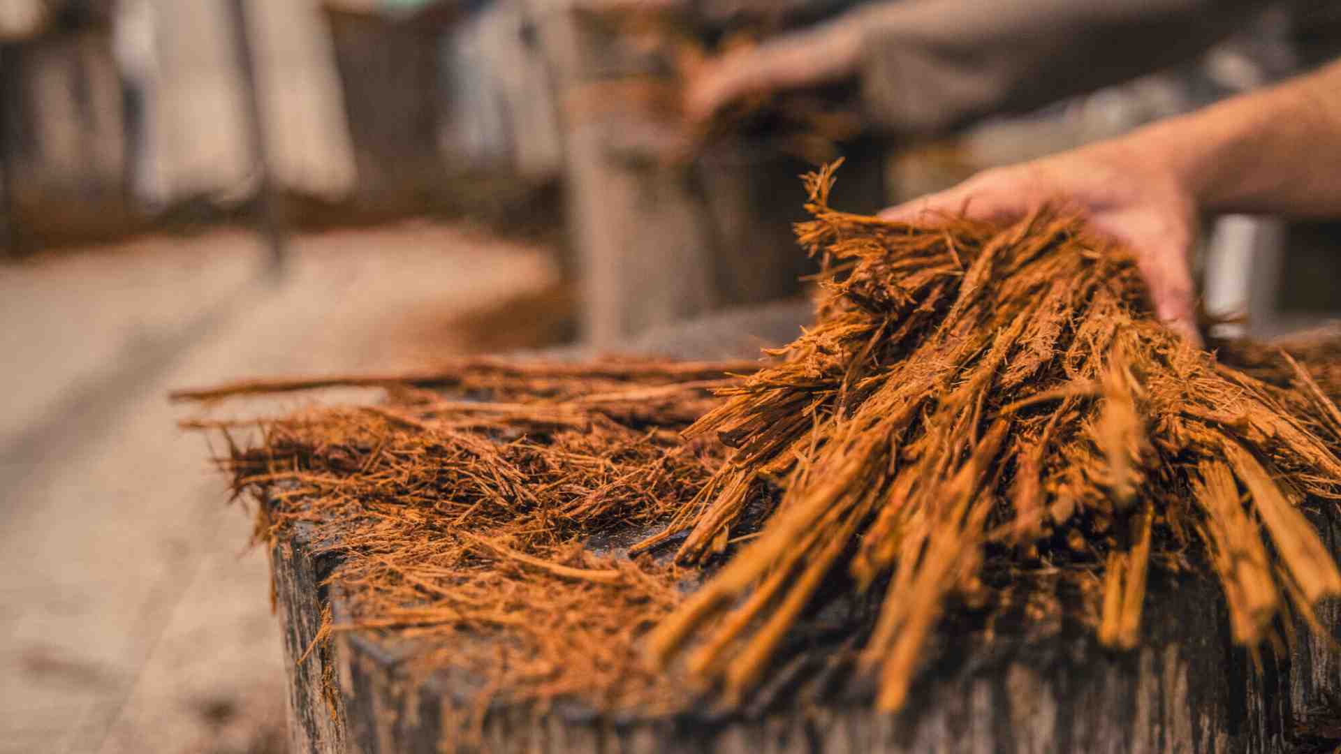 Che cos'è l'ayahuasca e perché se ne parla dopo la morte di Alex Marangon