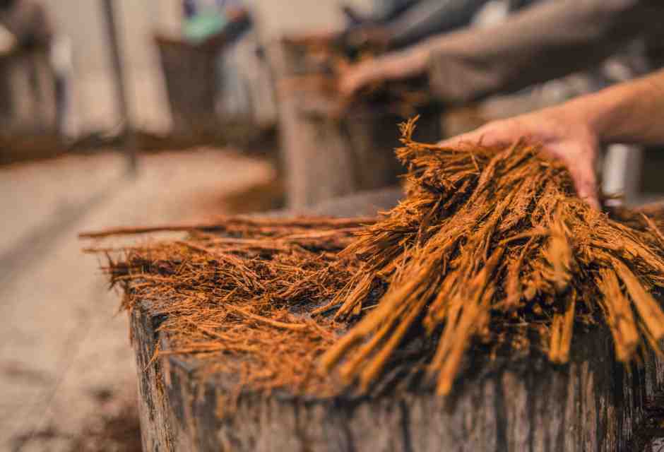 Che cos'è l'ayahuasca e perché se ne parla dopo la morte di Alex Marangon