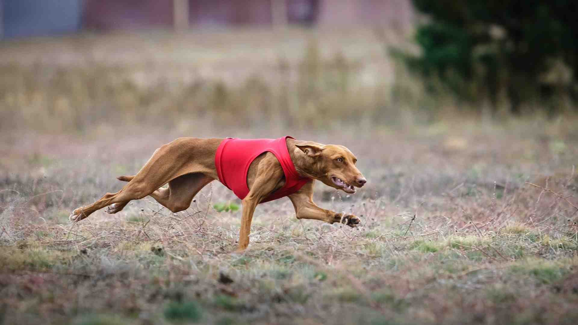 Bendicò, il cirneco e altri cani: un’apoteosi letteraria