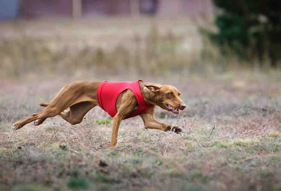 Bendicò, il cirneco e altri cani: un’apoteosi letteraria