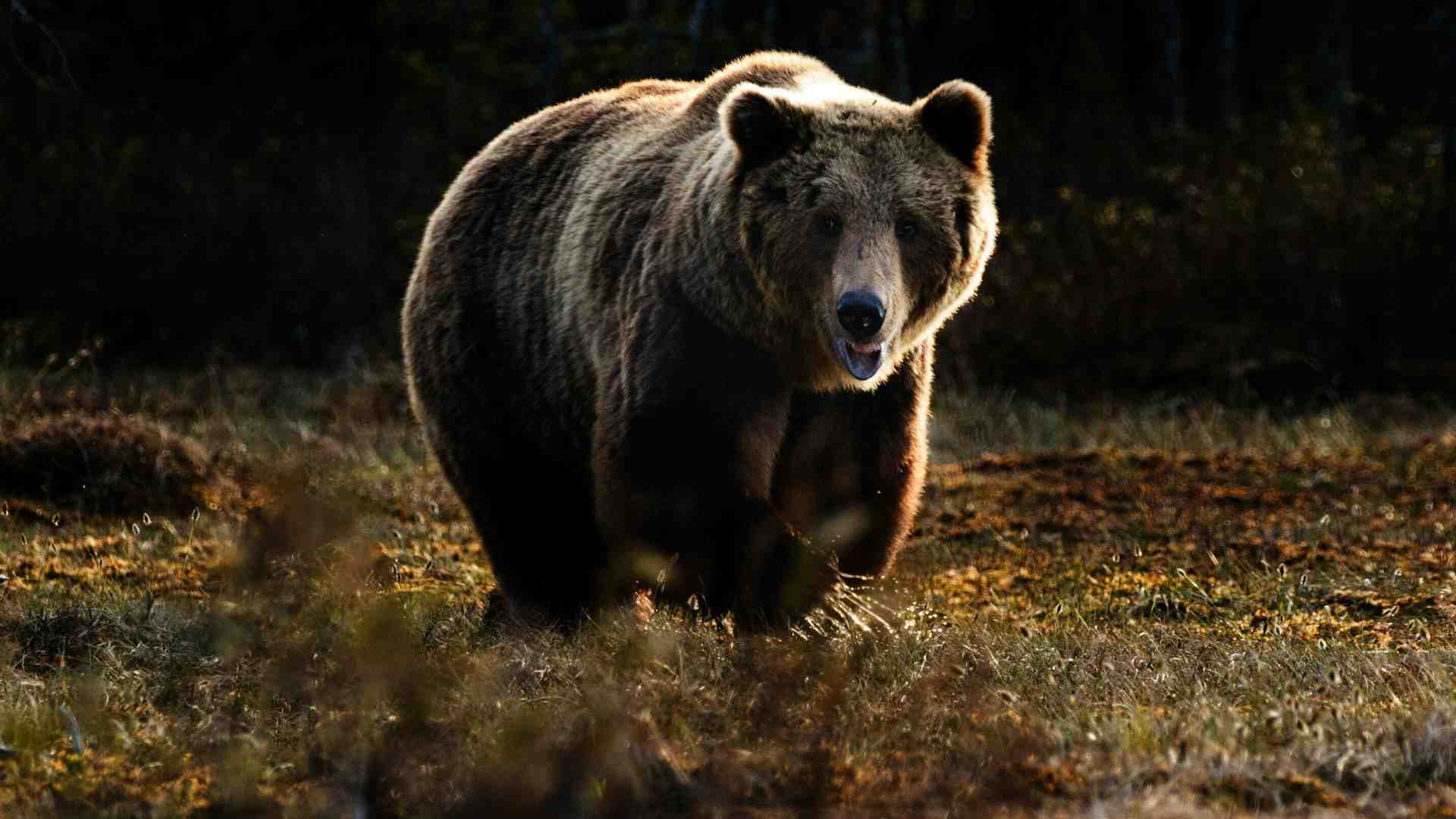 Fugatti contro l'orsa è il presidente più antropocentrico che ci sia