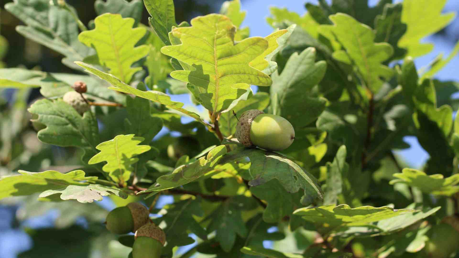 Che fine ha fatto il boschetto di ghiande fuori dall'obitorio