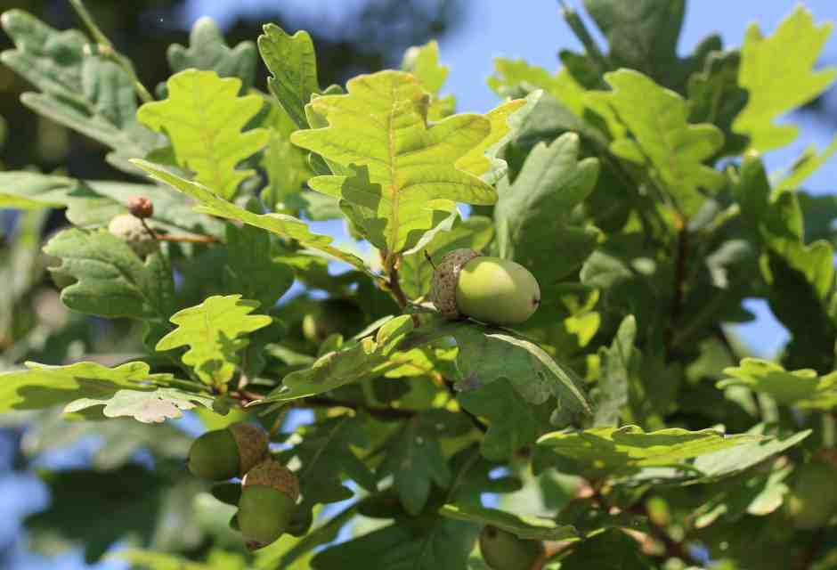 Che fine ha fatto il boschetto di ghiande fuori dall'obitorio
