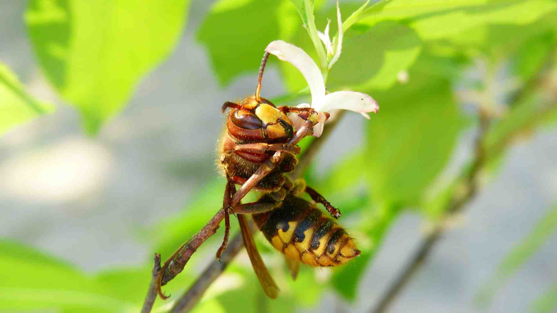 Invasioni immaginarie (i migranti) e realissime (i calabroni a casa mia)