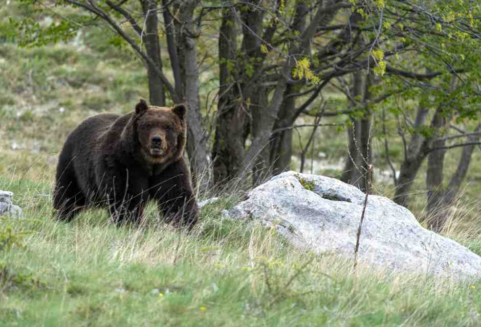 L'orsa Kj1 è stata uccisa. La polemica tra Pichetto Fratin e Fugatti