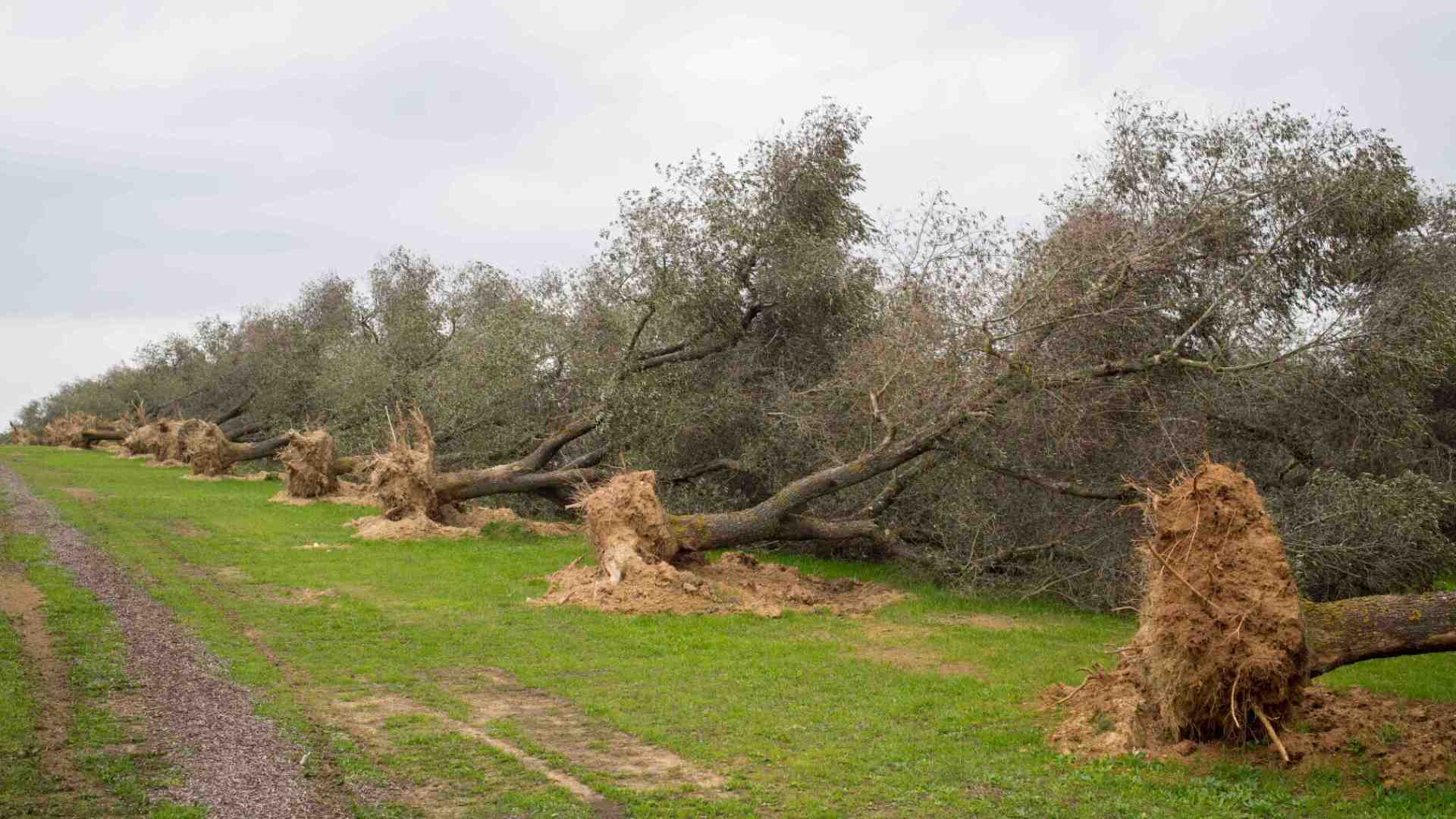 In Puglia torna d'attualità la Xylella