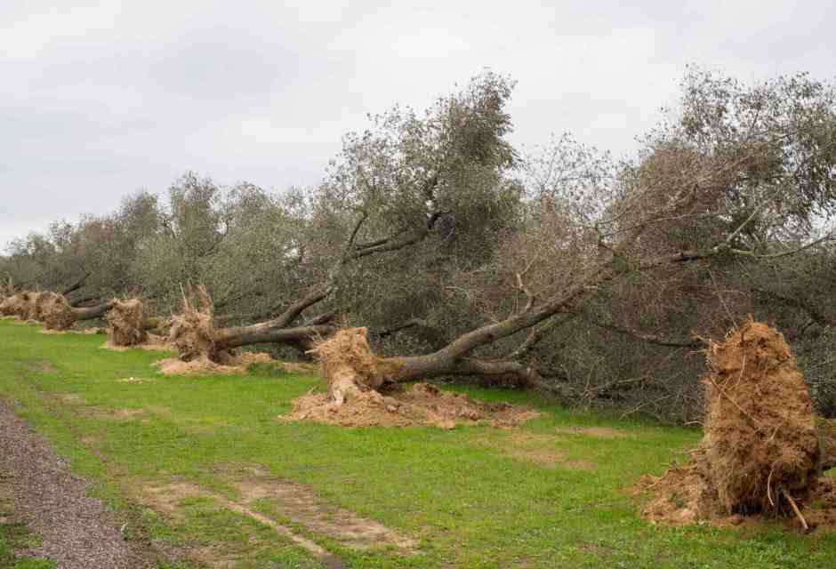 In Puglia torna d'attualità la Xylella