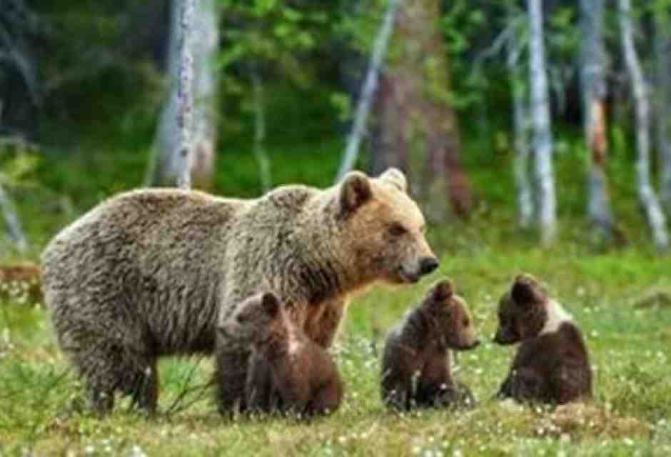L'orso feroce piace a tutti, destra e sinistra. È l'uomo che non ha più amici