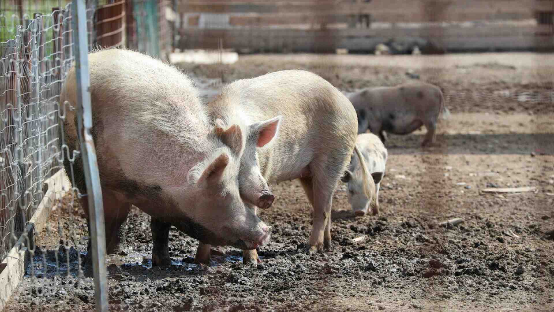 Il governo agita lo spauracchio della carne coltivata ma ignora la Peste suina. Ci scrive Magi