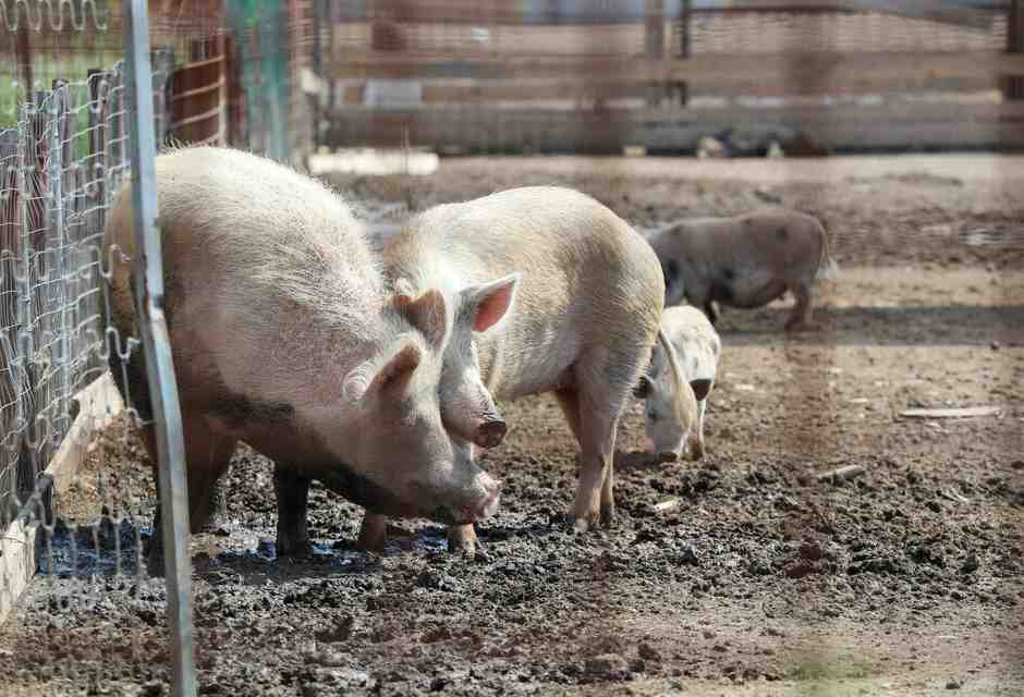 Il governo agita lo spauracchio della carne coltivata ma ignora la Peste suina. Ci scrive Magi