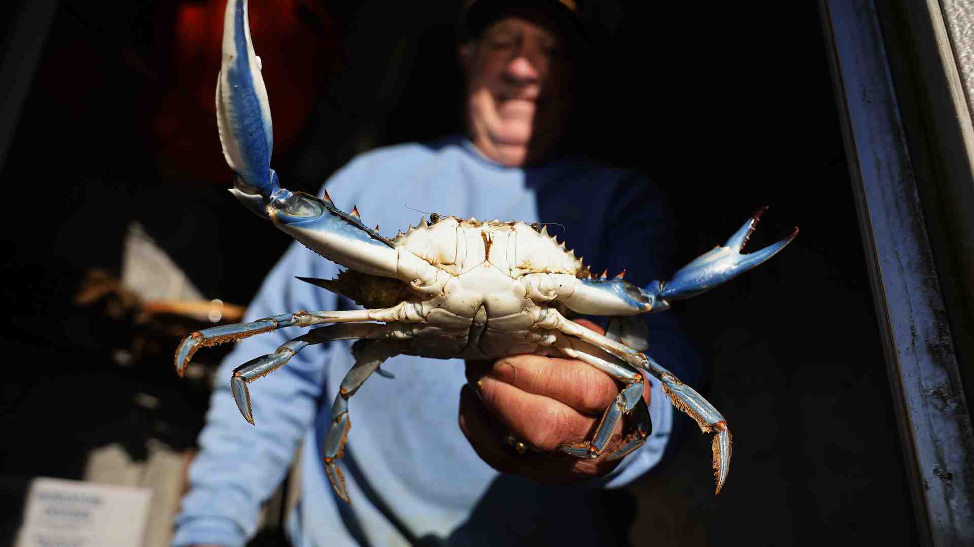 Tra i pescatori del Delta del Po, che del commissario anti-granchi blu non sanno che farne