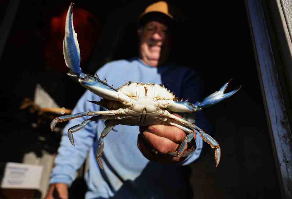 Tra i pescatori del Delta del Po, che del commissario anti-granchi blu non sanno che farne