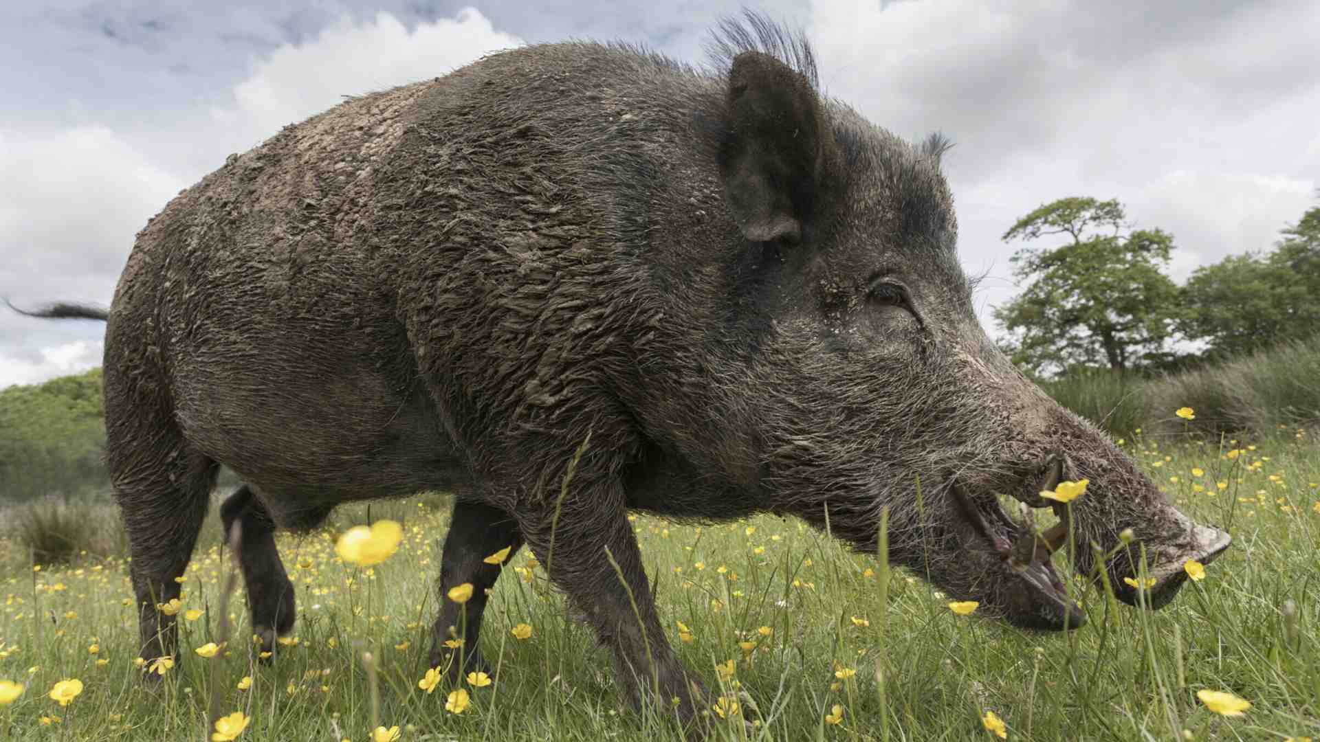 Gesù ci ha voluti carnivori, e di orsi e di cinghiali non dovremmo fare spezzatino?