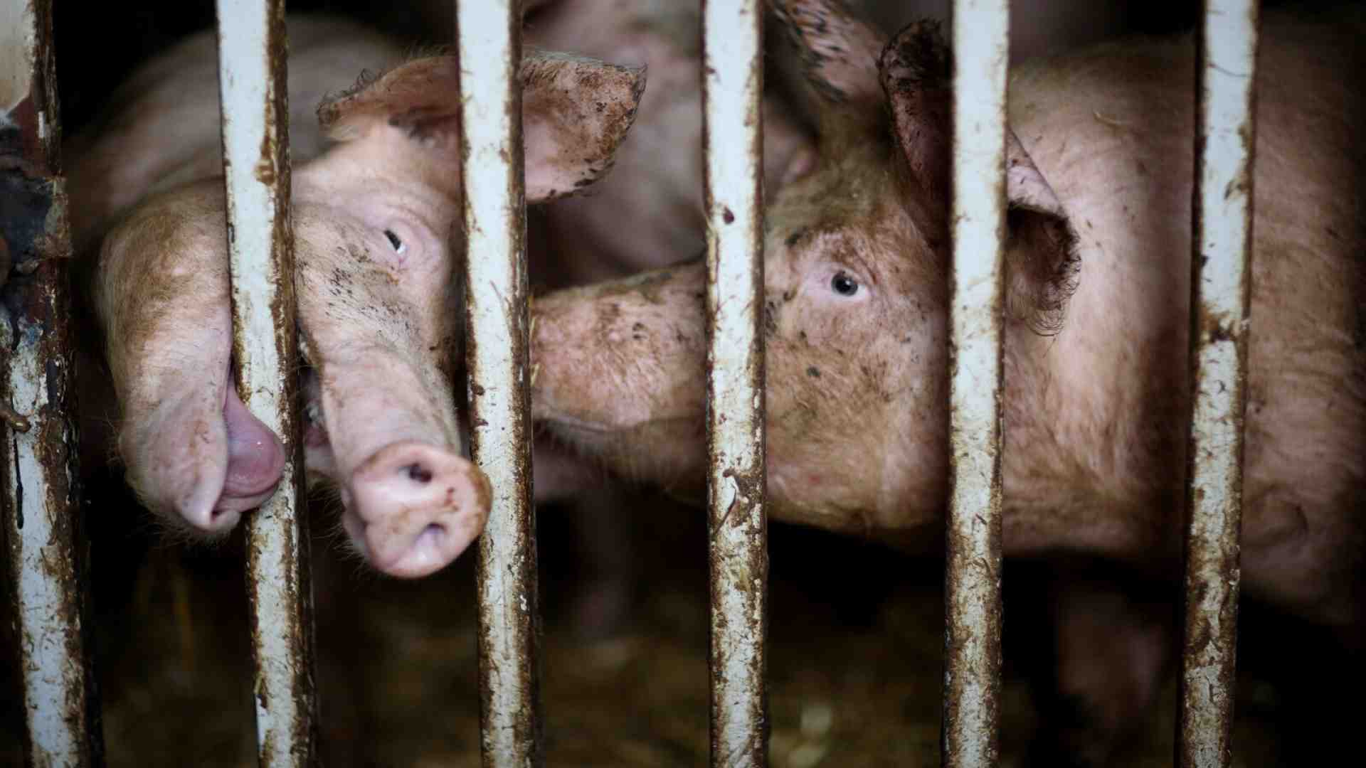 La peste suina avanza nel nord Italia