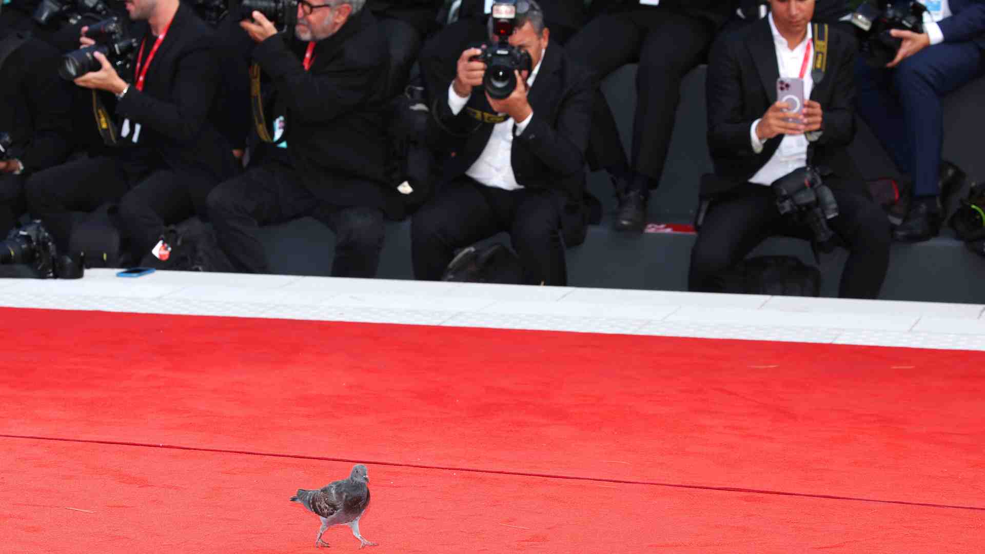 A Venezia le poiane scacceranno i piccioni dagli hotel, ma solo quelli di lusso