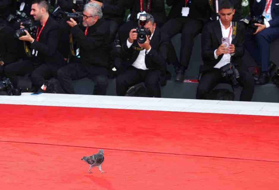 A Venezia le poiane scacceranno i piccioni dagli hotel, ma solo quelli di lusso