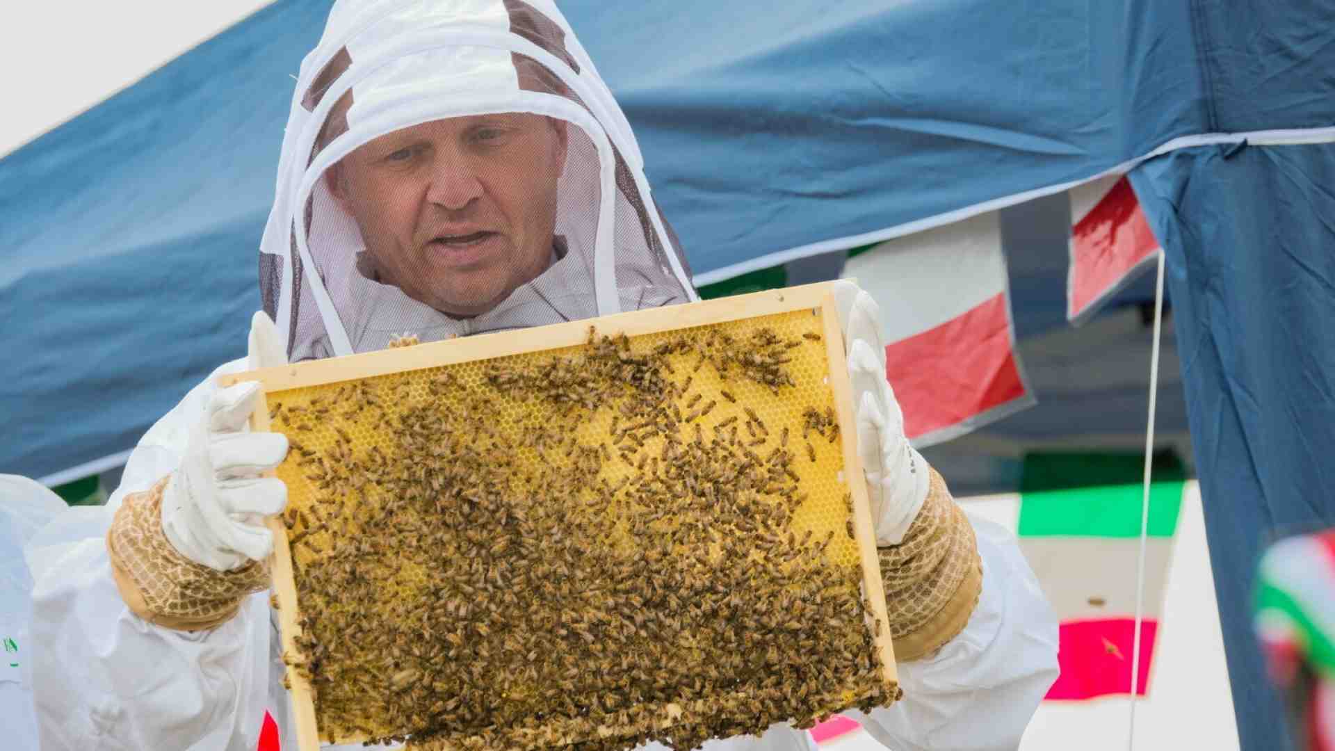 L'alveare di Lollobrigida attaccato da vespe e calabroni. E intanto il ministro non riesce a trovare un portavoce