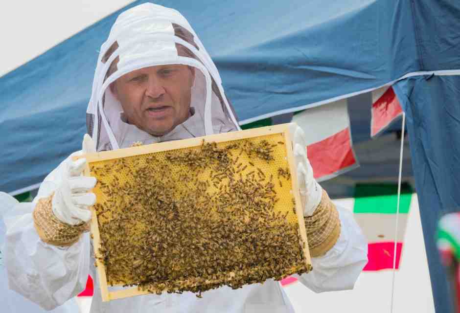 L'alveare di Lollobrigida attaccato da vespe e calabroni. E intanto il ministro non riesce a trovare un portavoce