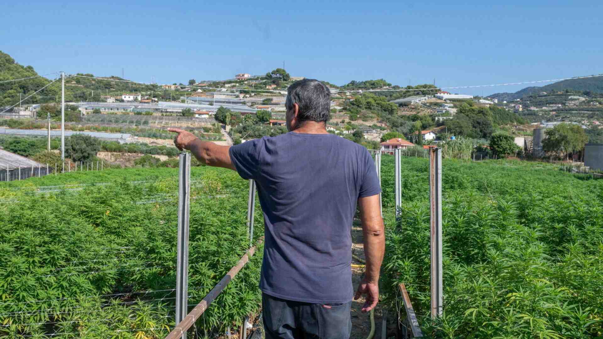 Il Tar del Lazio blocca (di nuovo) il governo sulla Cannabis light