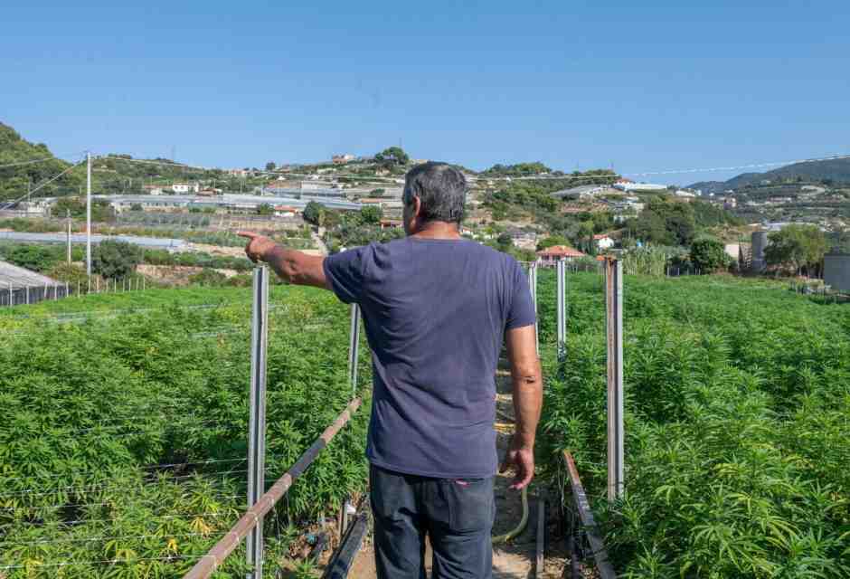 Il Tar del Lazio blocca (di nuovo) il governo sulla Cannabis light