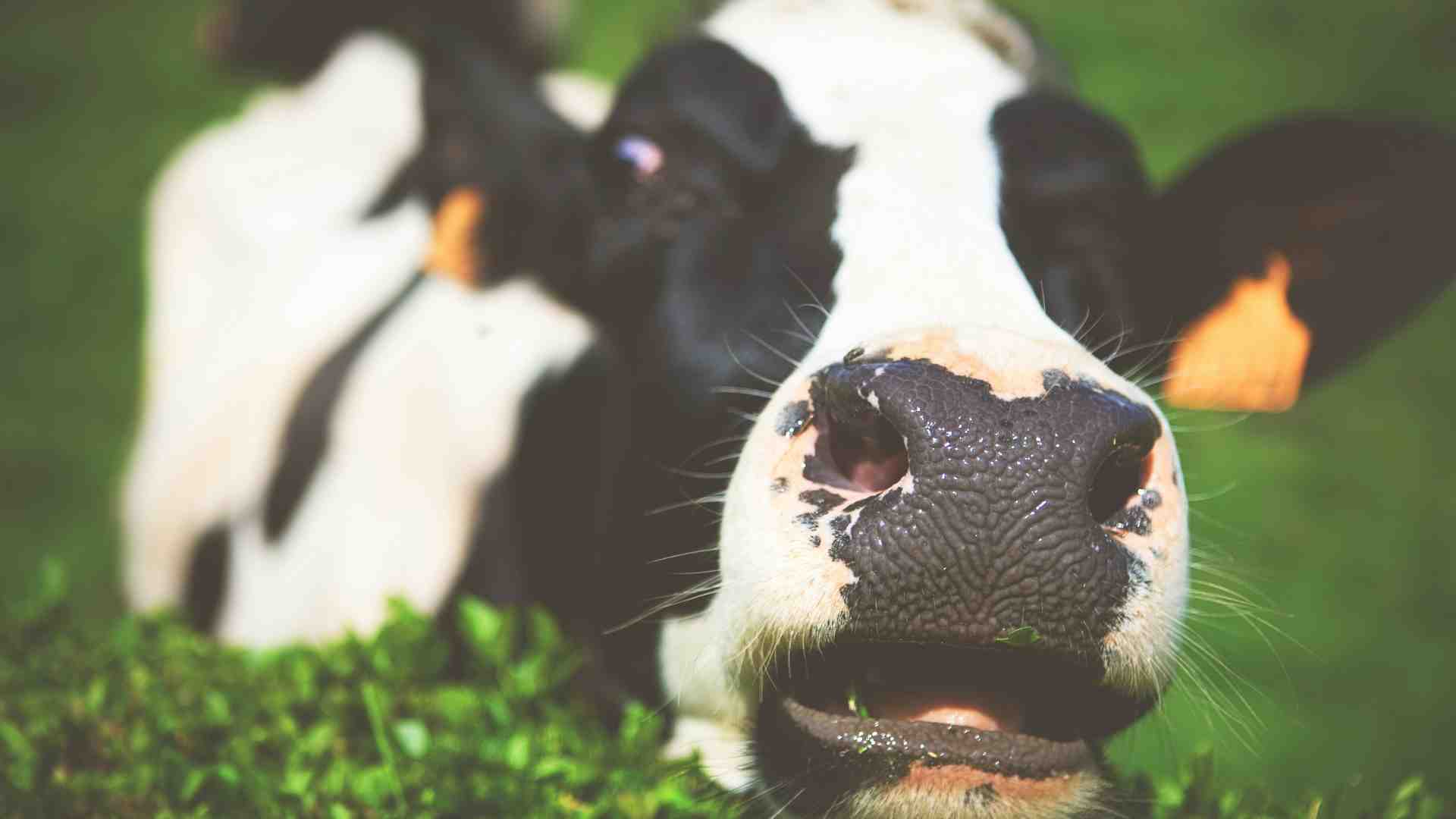 Dura la vita del mungitore che non trovava la morosa