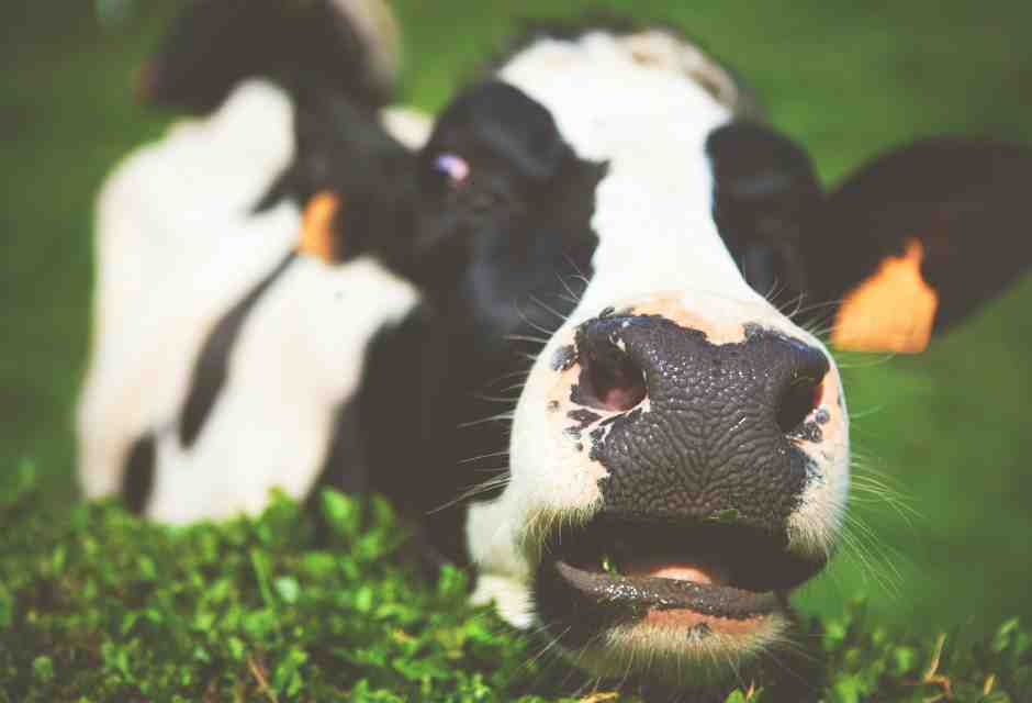 Dura la vita del mungitore che non trovava la morosa