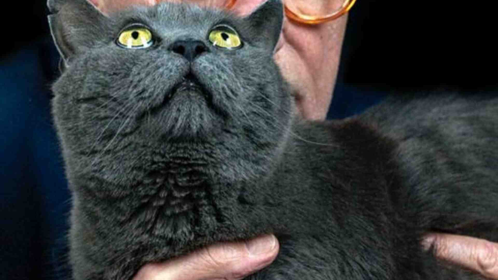 Vittorio Feltri in lode dei gatti: “Almeno loro ti amano senza rompere”