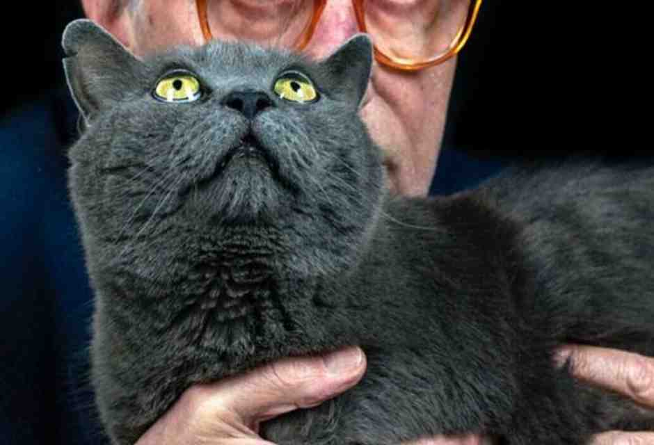 Vittorio Feltri in lode dei gatti: “Almeno loro ti amano senza rompere”