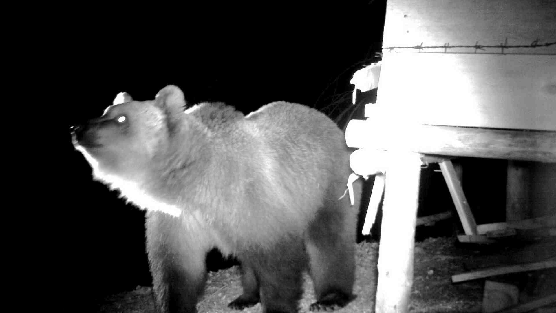 Non è un paesaggio per teddy bear: la doppia faccia (e minaccia) degli orsi