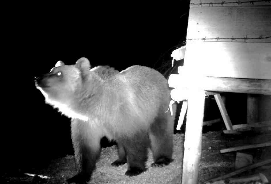 Non è un paesaggio per teddy bear: la doppia faccia (e minaccia) degli orsi