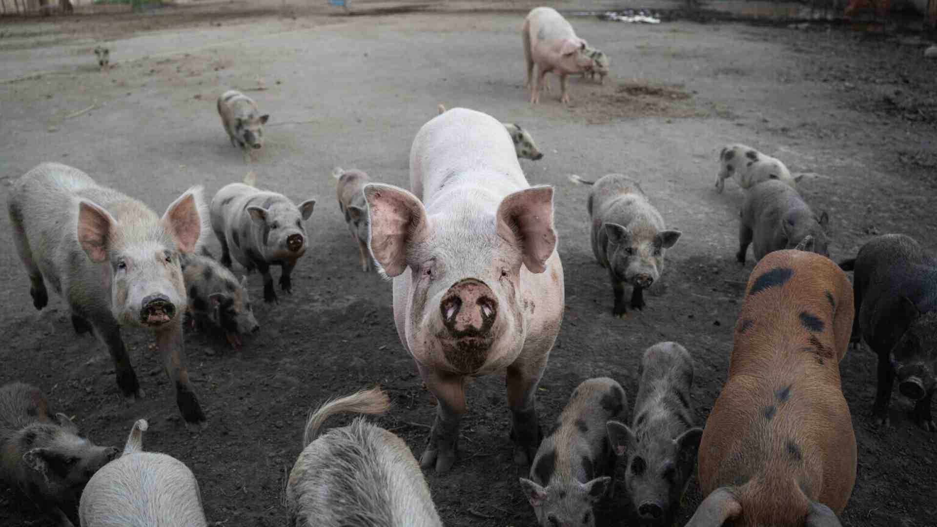 Lollobrigida, il disastro della peste suina e la lezione sarda