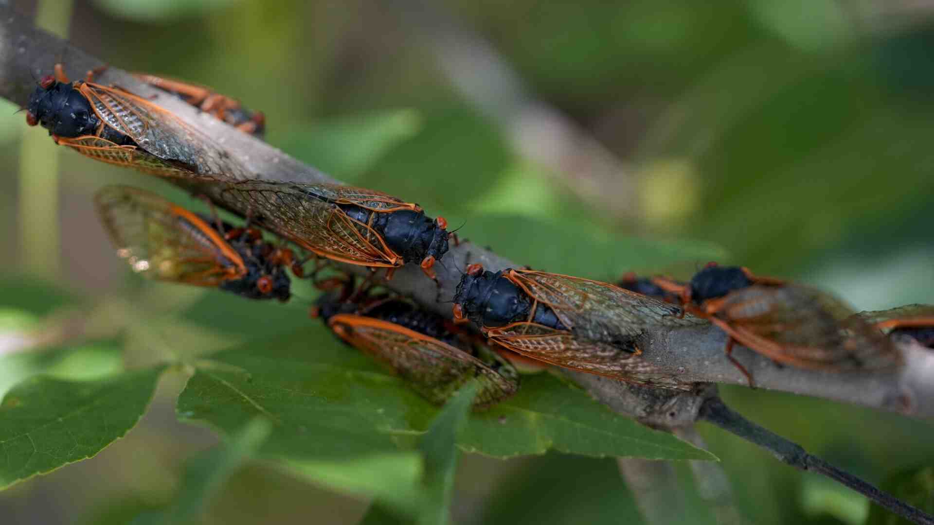 La cicale e i numeri primi: il ruolo della matematica nella spiegazione scientifica