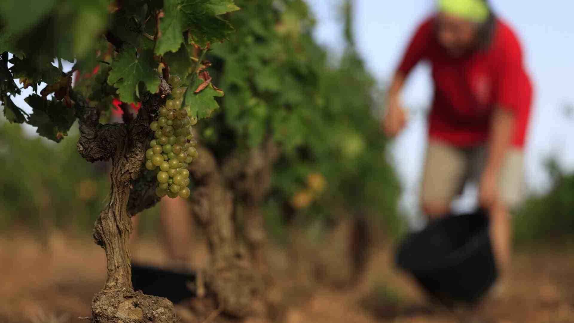 Il vino naturale è ipocrita