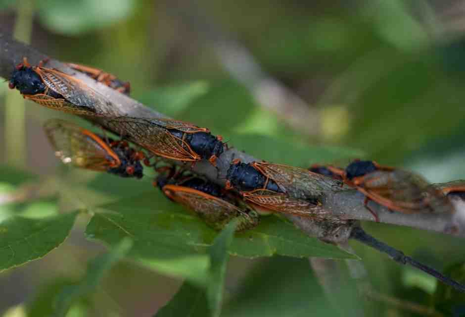 La cicale e i numeri primi: il ruolo della matematica nella spiegazione scientifica