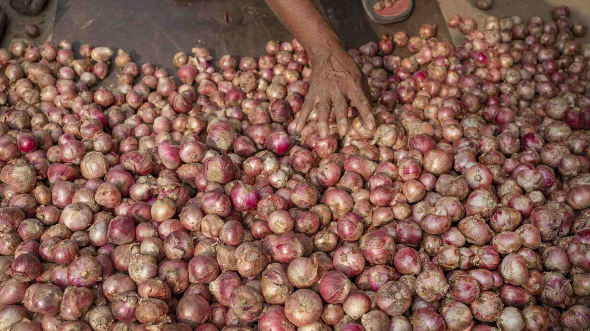 Così un deputato dell'Afd sfrutta i prigionieri politici di Lukashenka per coltivare cipolle in Bielorussia